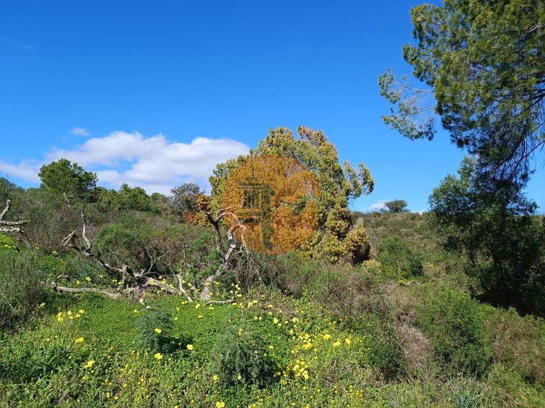 Plot for Sale in Azinhal, Castro Marim, Portugal 19