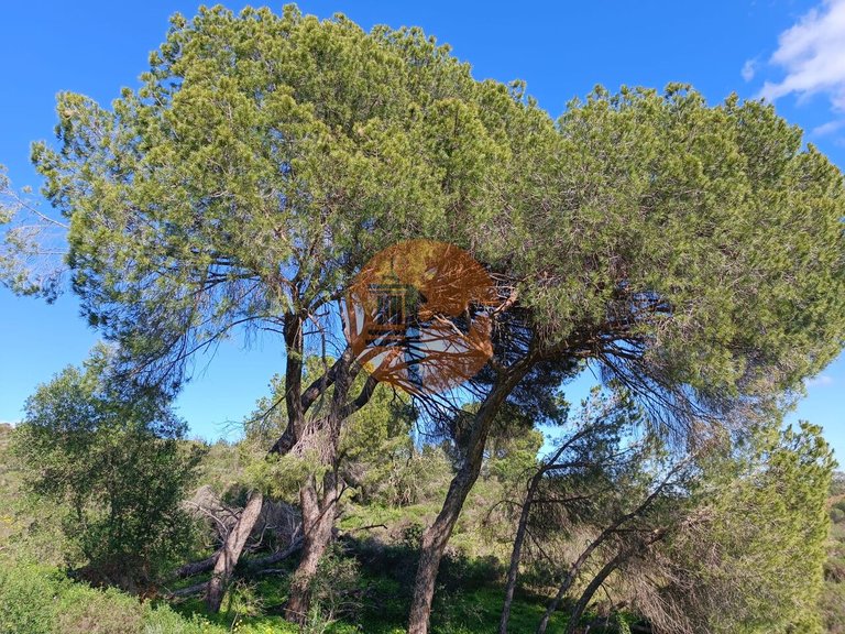 Plot for Sale in Azinhal, Castro Marim, Portugal 20