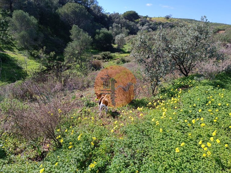 Plot for Sale in Azinhal, Castro Marim, Portugal 25