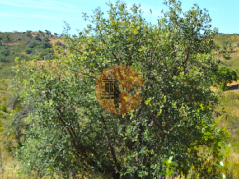 Plot for Sale in Santa Catarina Da Fonte Do Bispo, Tavira, Portugal 14