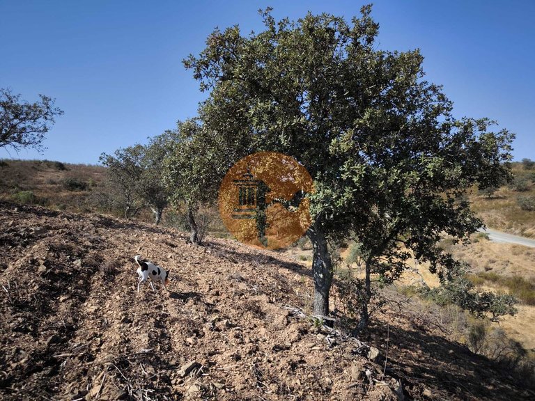 Plot for Sale in Azinhal, Castro Marim, Portugal 19
