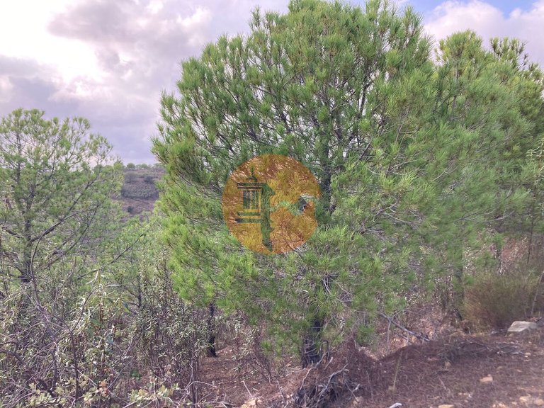 Plot for Sale in Azinhal, Castro Marim, Portugal 1