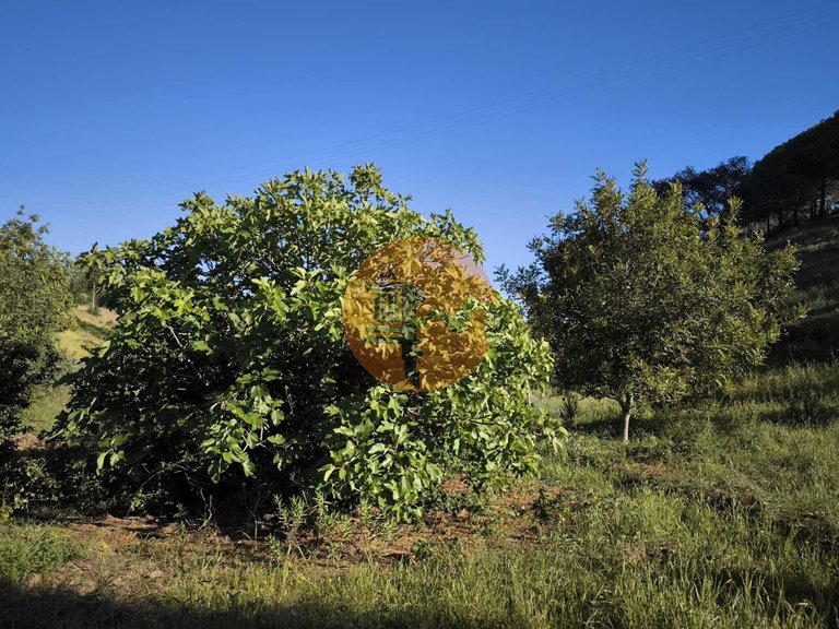 Plot for Sale in Azinhal, Castro Marim, Portugal 3