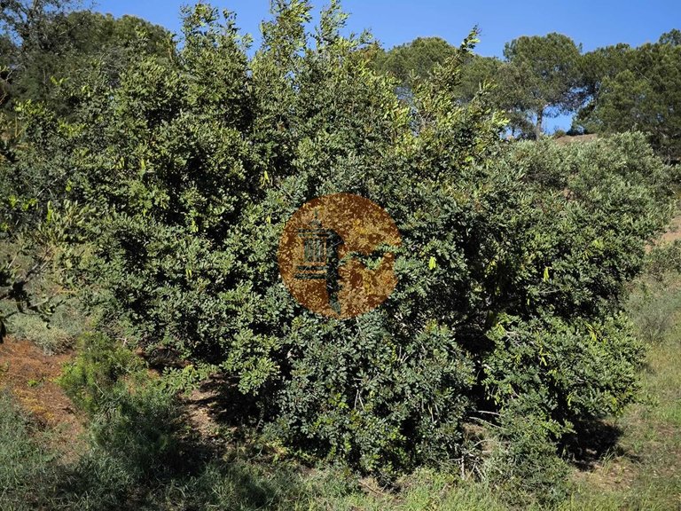 Plot for Sale in Azinhal, Castro Marim, Portugal 29