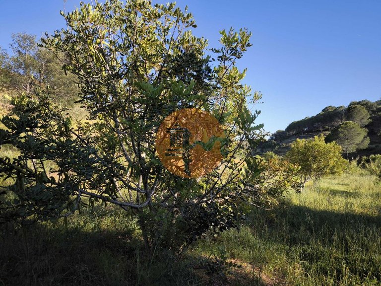 Plot for Sale in Azinhal, Castro Marim, Portugal 33