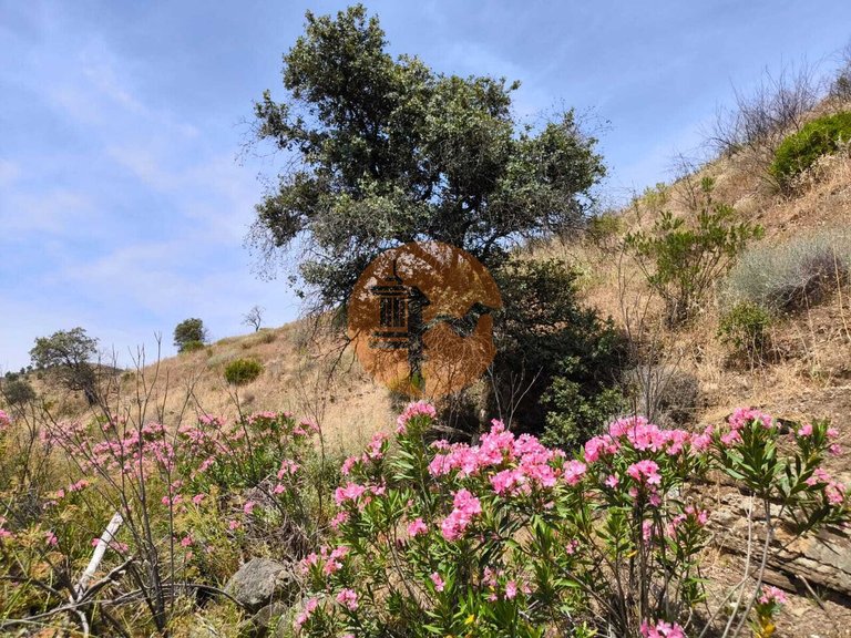 Plot for Sale in Vila Nova De Cacela, Vila Real De Santo António, Portugal 7