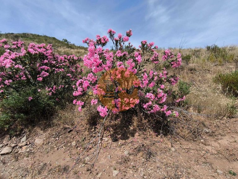 Plot for Sale in Vila Nova De Cacela, Vila Real De Santo António, Portugal 19