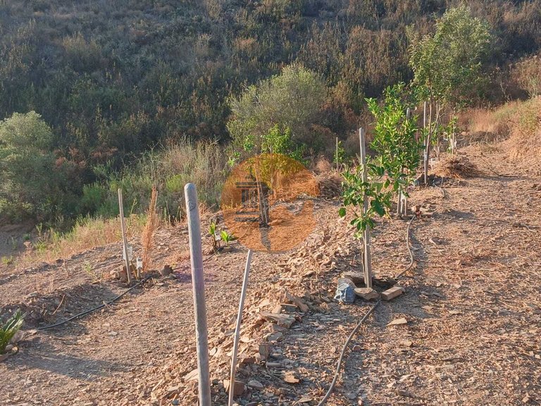 Plot for Sale in Azinhal, Castro Marim, Portugal 5