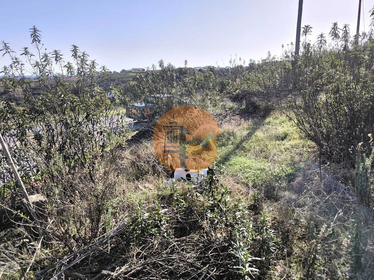 Plot for Sale in Azinhal, Castro Marim, Portugal 1