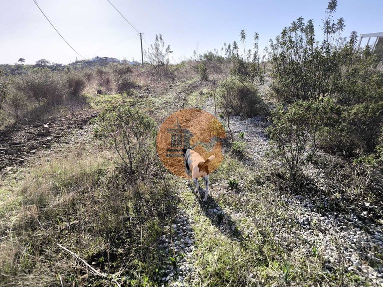 Plot for Sale in Azinhal, Castro Marim, Portugal 8