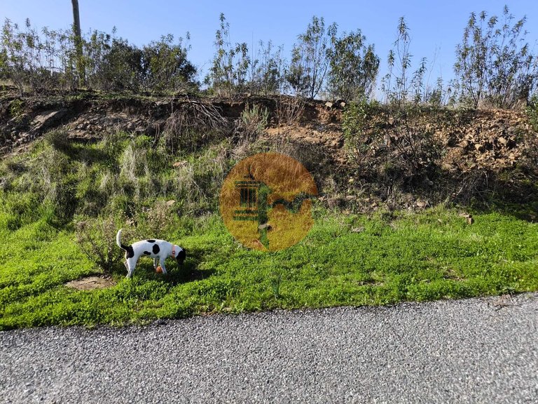 Plot for Sale in Azinhal, Castro Marim, Portugal 19