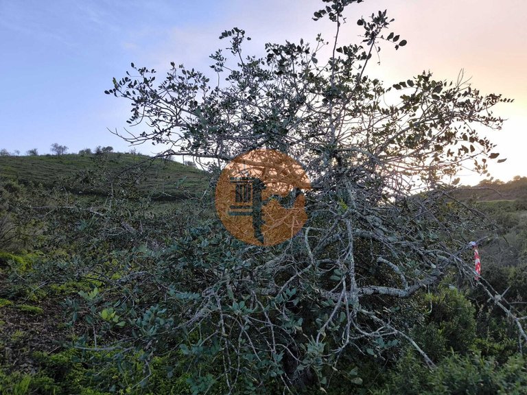 Plot for Sale in Azinhal, Castro Marim, Portugal 15