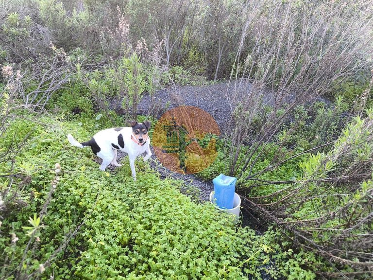 Plot for Sale in Azinhal, Castro Marim, Portugal 3