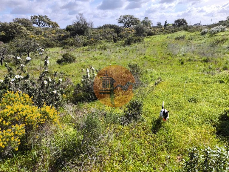 Plot for Sale in Azinhal, Castro Marim, Portugal 5