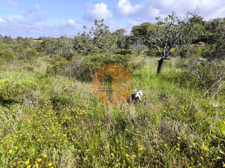 Plot for Sale in Azinhal, Castro Marim, Portugal 6