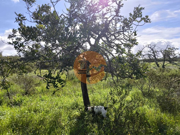Plot for Sale in Azinhal, Castro Marim, Portugal 7