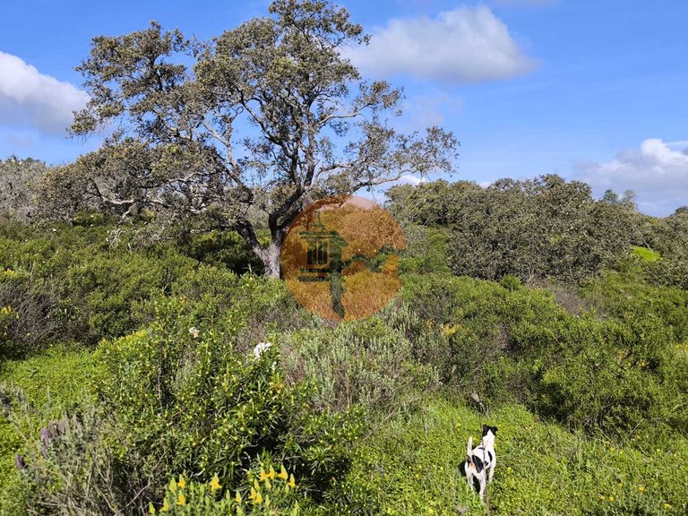 Plot for Sale in Azinhal, Castro Marim, Portugal 8