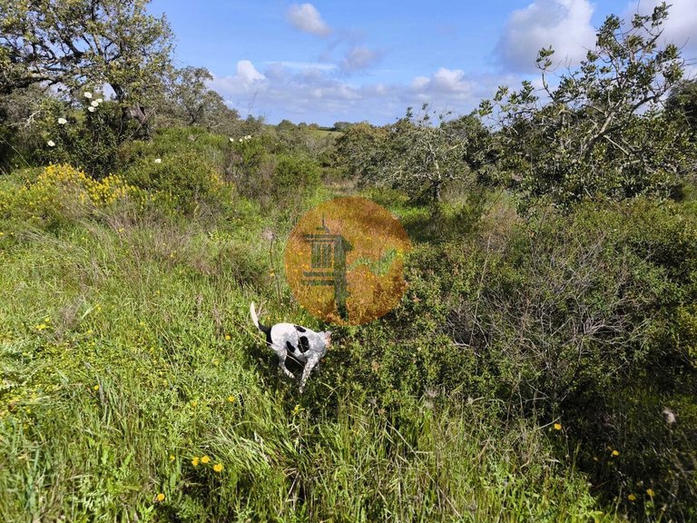 Plot for Sale in Azinhal, Castro Marim, Portugal 9