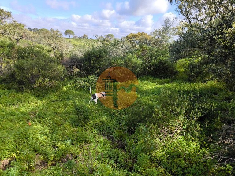 Plot for Sale in Azinhal, Castro Marim, Portugal 10