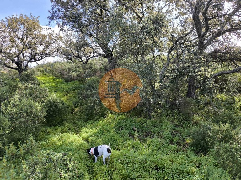 Plot for Sale in Azinhal, Castro Marim, Portugal 11