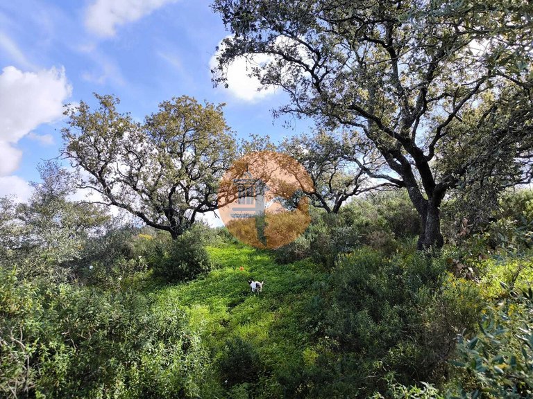 Plot for Sale in Azinhal, Castro Marim, Portugal 12