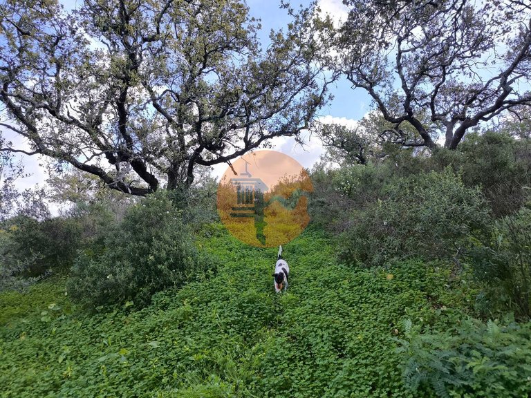 Plot for Sale in Azinhal, Castro Marim, Portugal 13