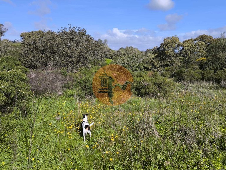 Plot for Sale in Azinhal, Castro Marim, Portugal 16