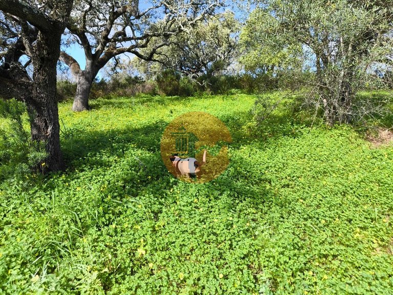 Plot for Sale in Azinhal, Castro Marim, Portugal 18