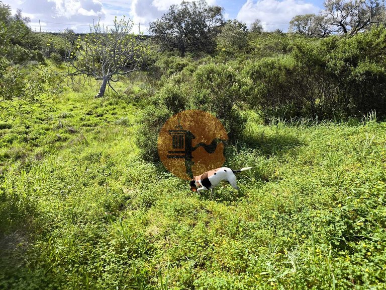 Plot for Sale in Azinhal, Castro Marim, Portugal 19
