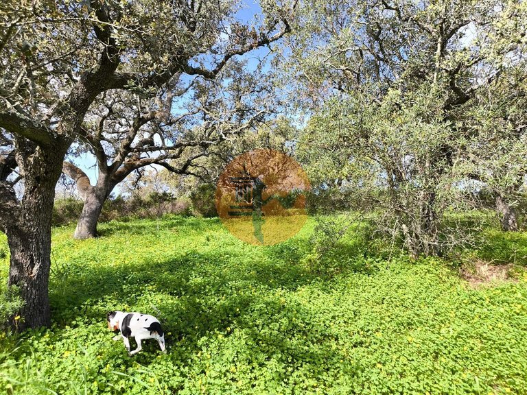 Plot for Sale in Azinhal, Castro Marim, Portugal 20