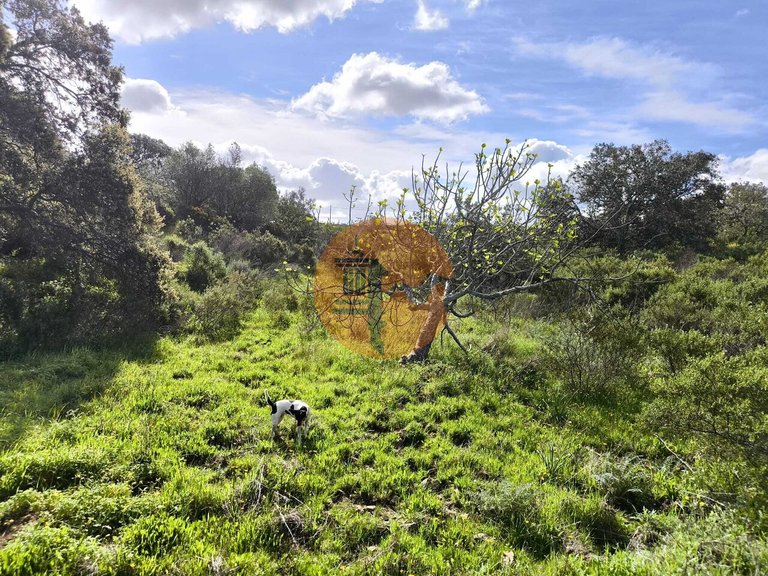 Plot for Sale in Azinhal, Castro Marim, Portugal 21