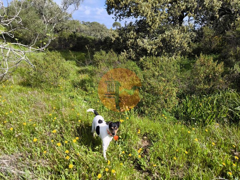 Plot for Sale in Azinhal, Castro Marim, Portugal 25