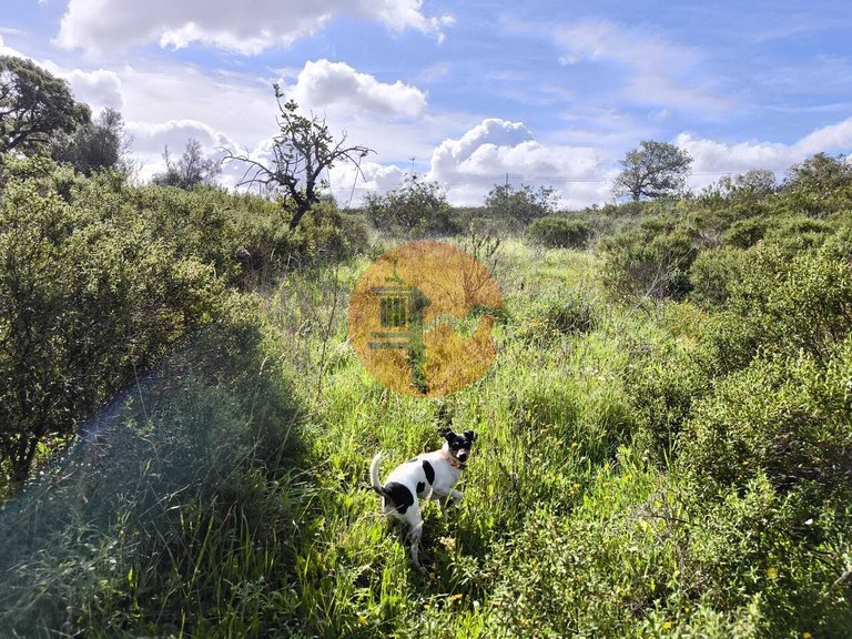 Plot for Sale in Azinhal, Castro Marim, Portugal 26