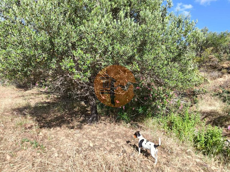 Plot for Sale in Castro Marim, Castro Marim, Portugal 4