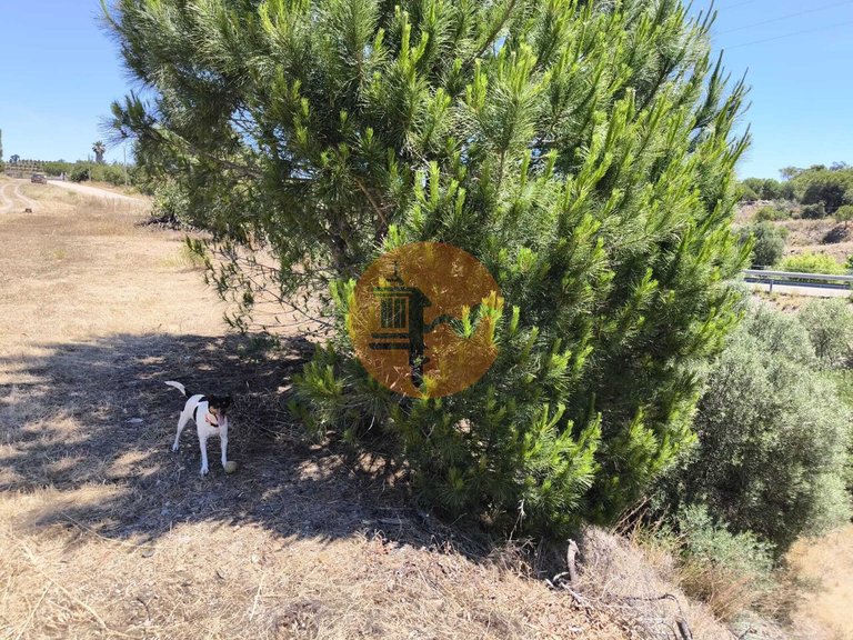 Plot for Sale in Altura, Castro Marim, Portugal 3