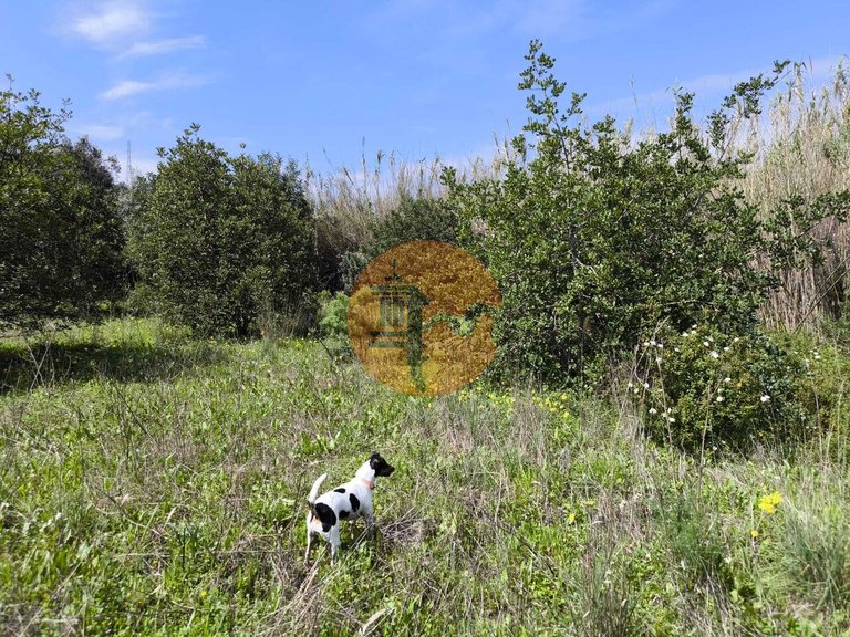 Plot for Sale in Santa Catarina Da Fonte Do Bispo, Tavira, Portugal 8