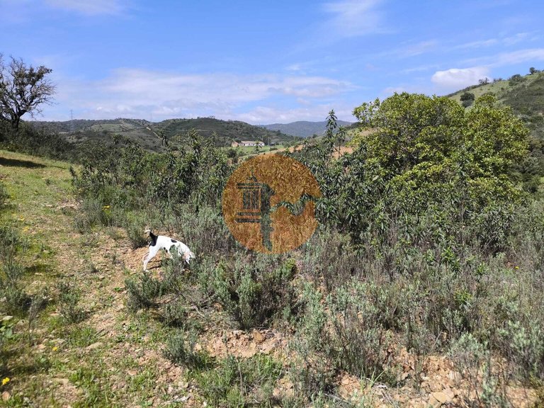Plot for Sale in Santa Catarina Da Fonte Do Bispo, Tavira, Portugal 12