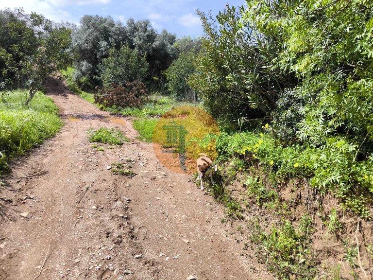 Plot for Sale in Santa Catarina Da Fonte Do Bispo, Tavira, Portugal 30