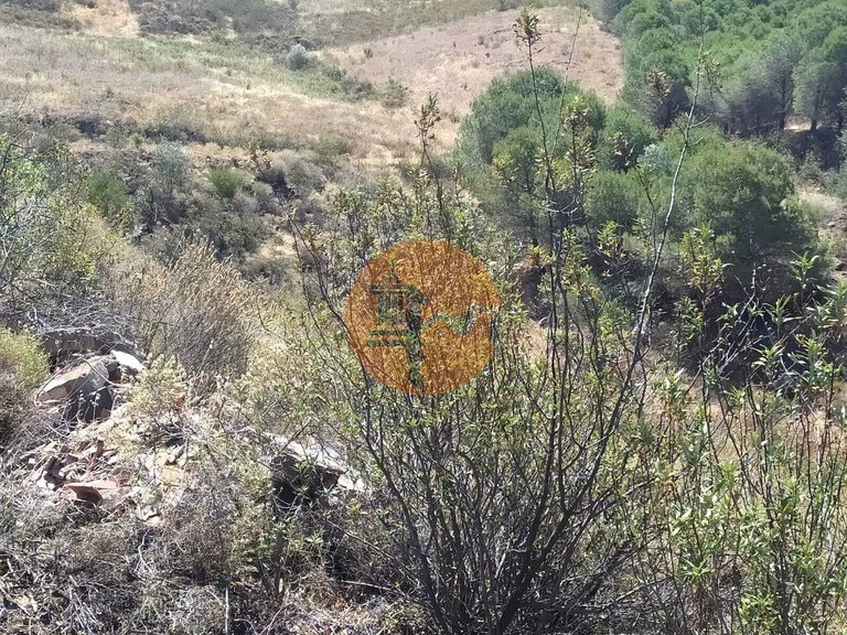 Plot for Sale in Azinhal, Castro Marim, Portugal 22