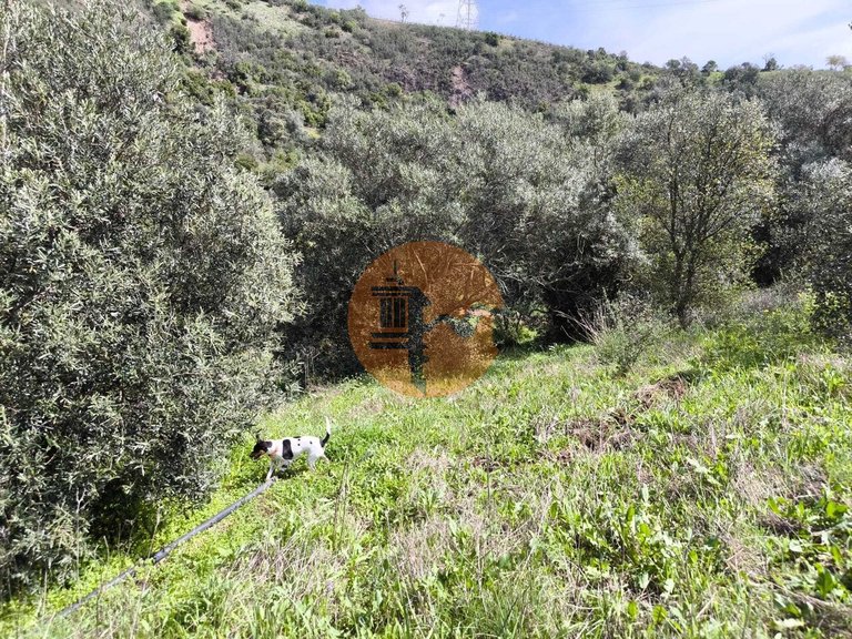Plot for Sale in Santa Catarina Da Fonte Do Bispo, Tavira, Portugal 36