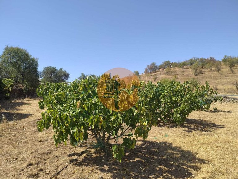 Plot for Sale in Martim Longo, Alcoutim, Portugal 17