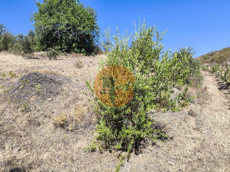 Plot for Sale in Azinhal, Castro Marim, Portugal 20