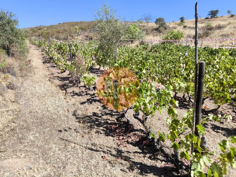 Plot for Sale in Azinhal, Castro Marim, Portugal 22
