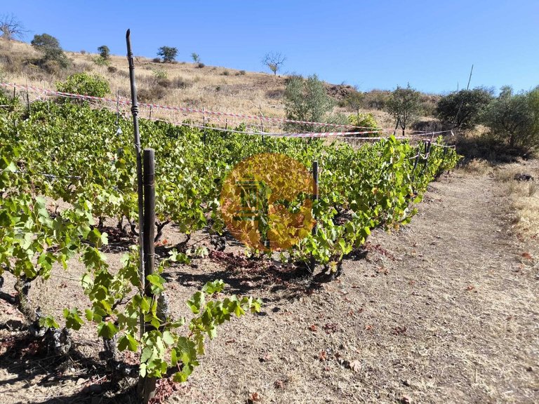 Plot for Sale in Azinhal, Castro Marim, Portugal 23