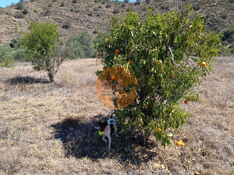 Plot for Sale in Odeleite, Castro Marim, Portugal 25