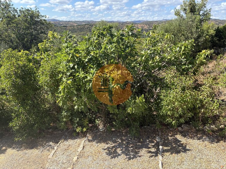 Villa for Rent in Santo Estêvão, Tavira, Portugal 50