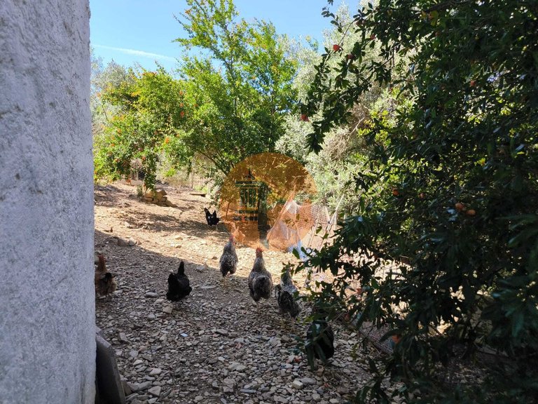 Villa for Sale in Azinhal, Castro Marim, Portugal 6