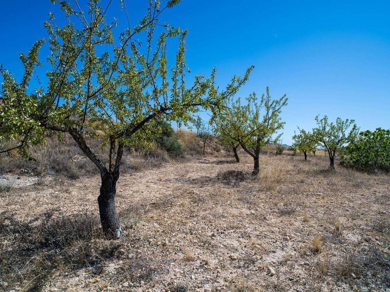 Villa for Sale in Inland Pinoso, Alicante 44