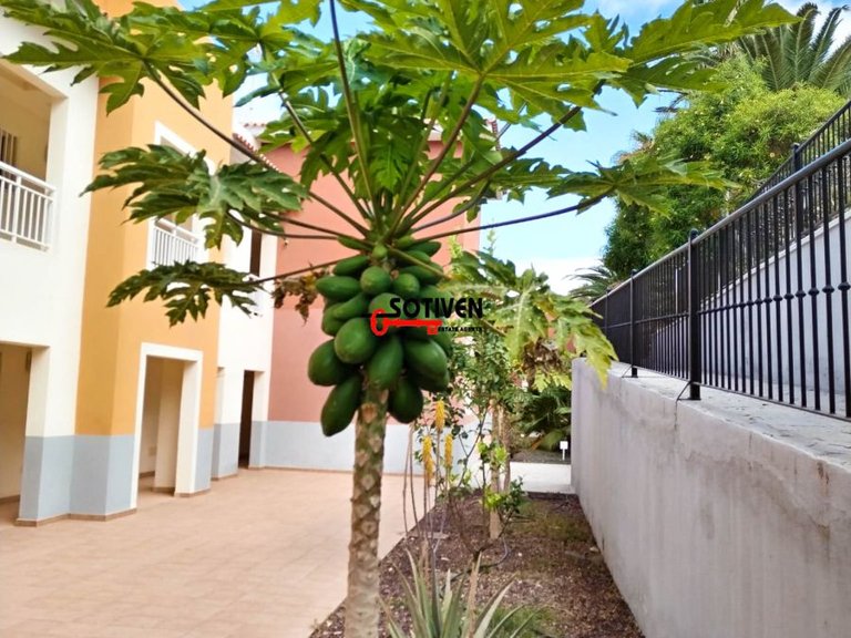 Apartment for Rent in Adeje, Sta.cruz Tener. 5
