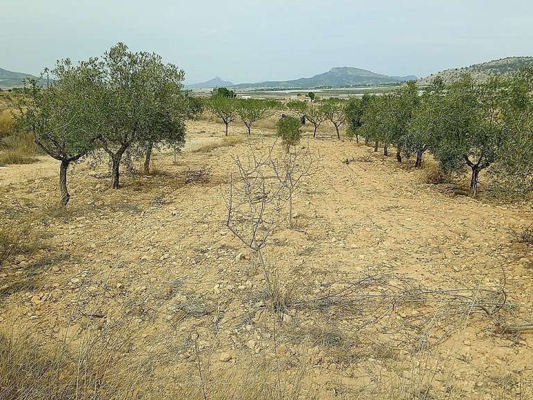 Plot for Sale in Monovar, Alicante 3